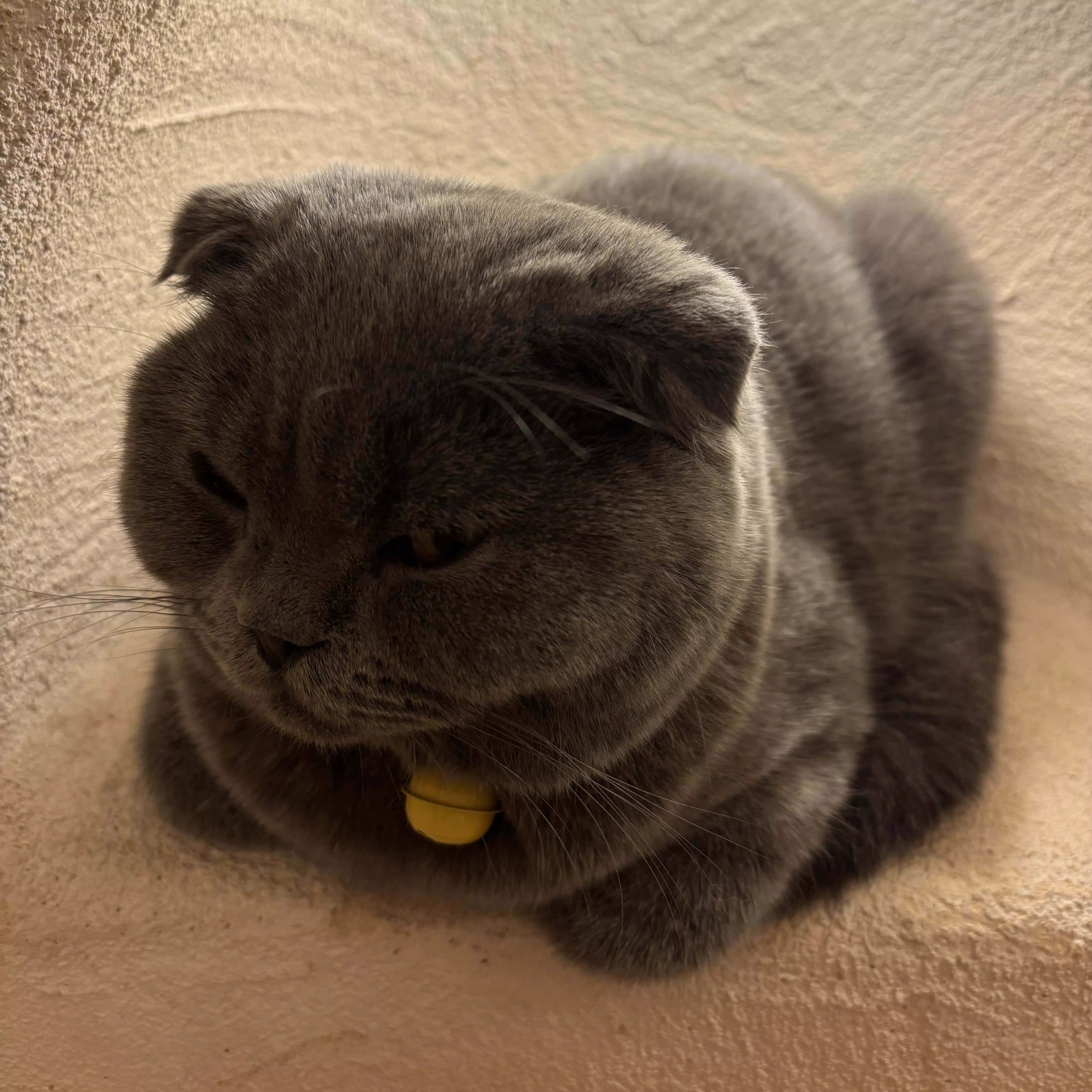 あんこ