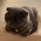 あんこ