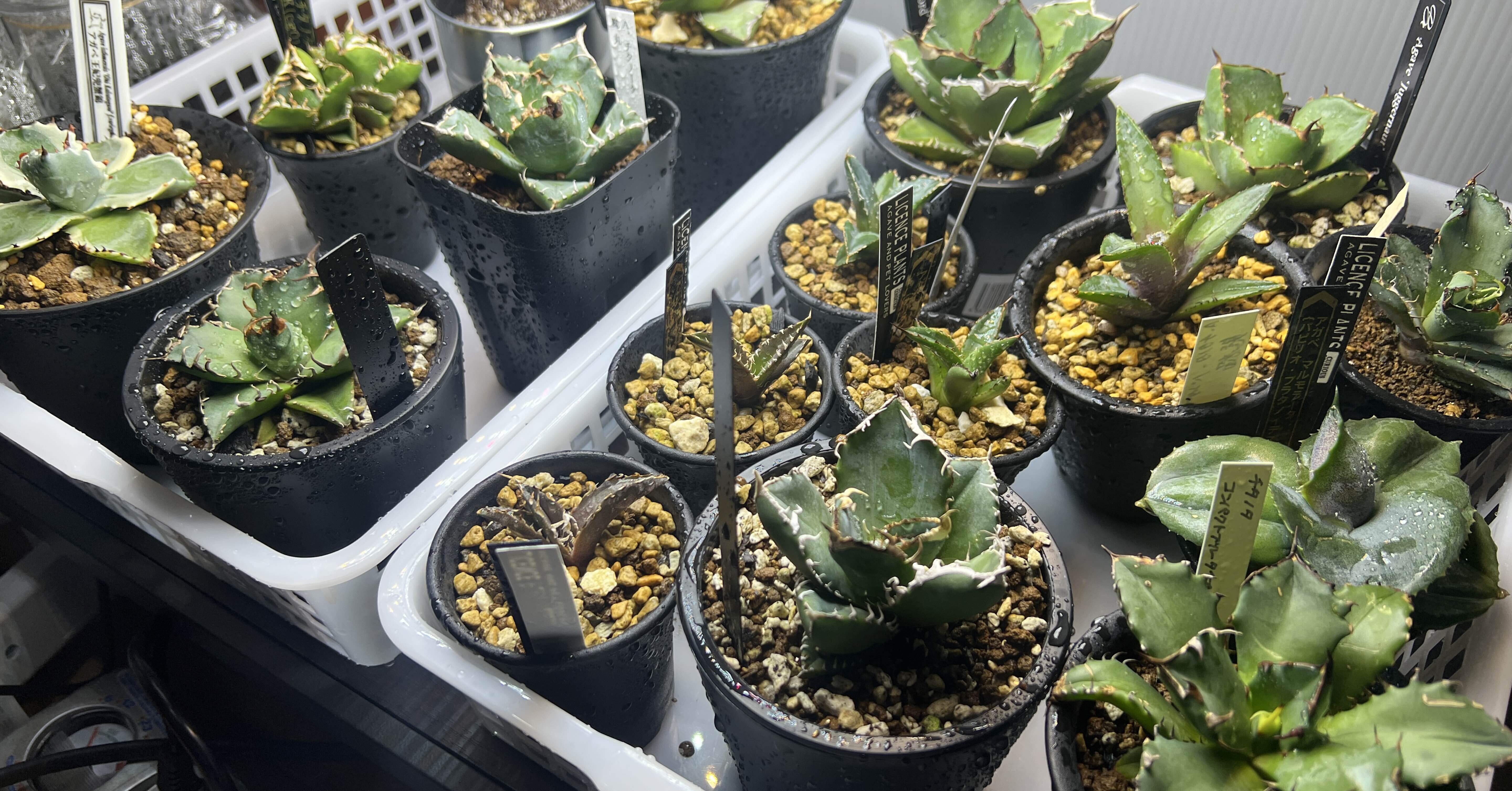 2966151ffd0809b1ec66545d0cd65f