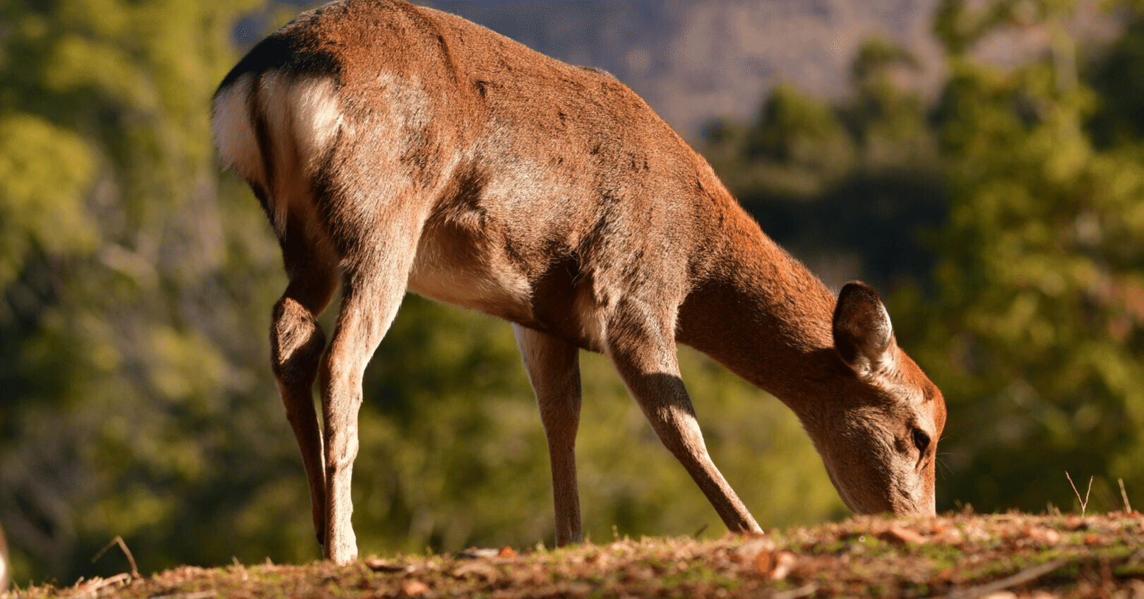 166. 雌雄によって呼び方が変わる動物の名前の語源｜mozhi gengo, image size:1620x848