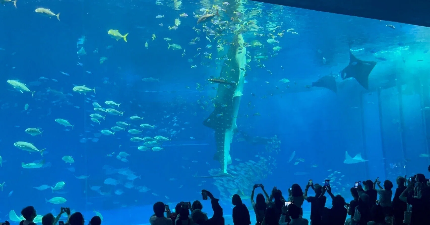 沖縄旅行記⑧ 美ら海水族館｜日暮えむ