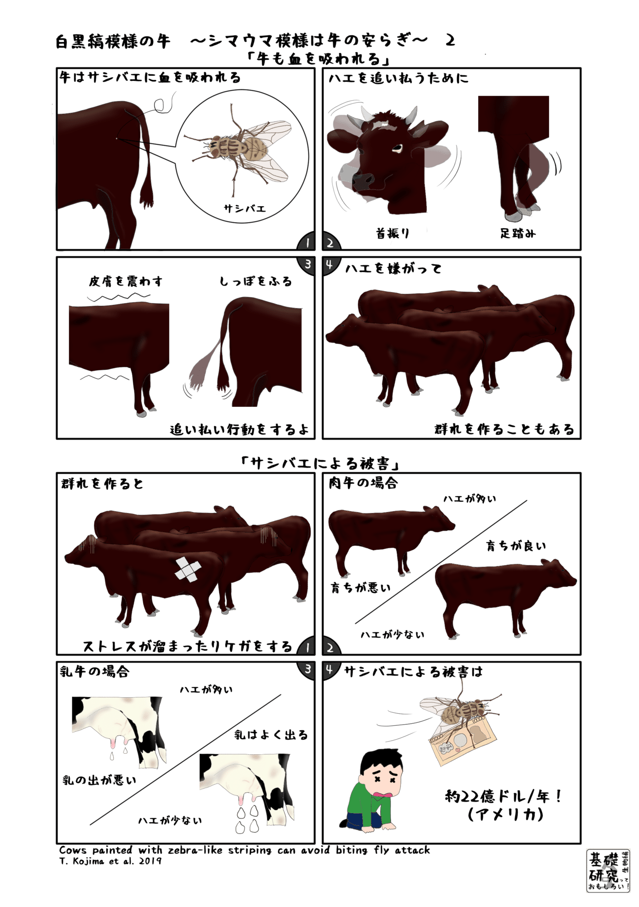 白黒縞模様の牛 シマウマ模様は牛の安らぎ 2 かわいせーざん 基礎研究っておもしろい 生物編 Note