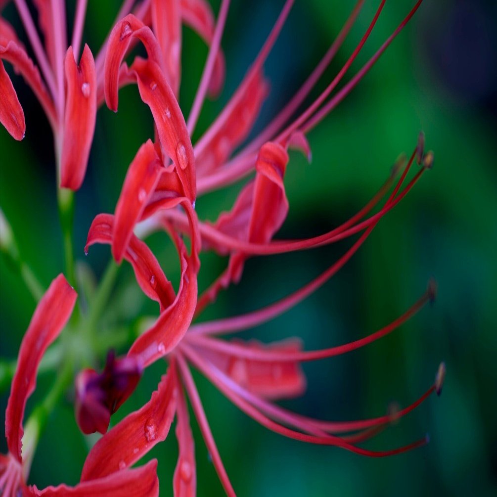 個人的レビュー①】CONTAX Carl Zeiss T* Makro-Planar 100mm F2.8 AEJ