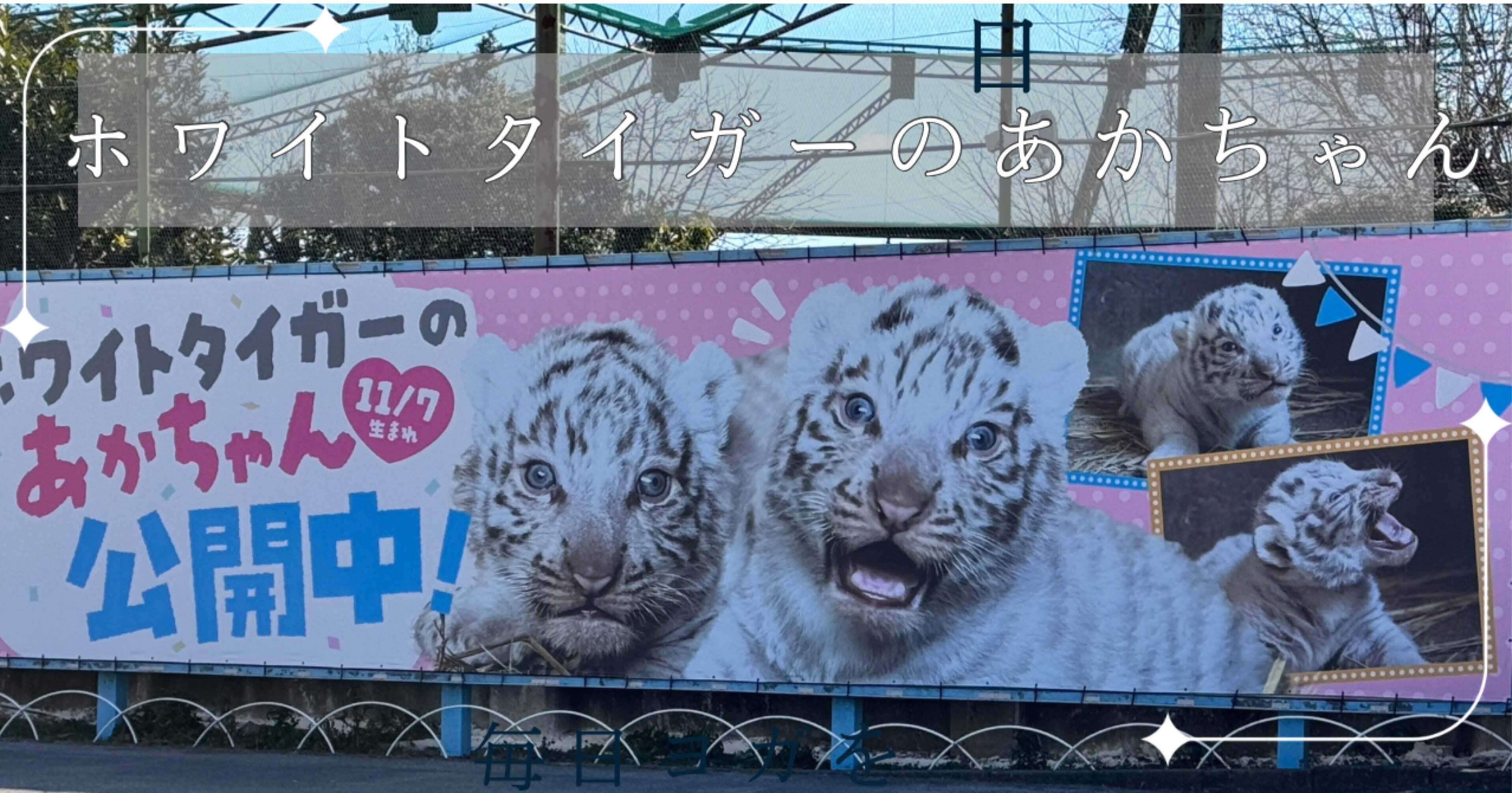 東武動物公園でホワイトタイガーの赤ちゃん公開中！ラクダやシカの餌やり体験も！｜Bun bun（ぶんぶん）, image size:3834x2010