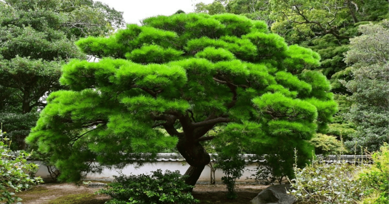 松木のよく映える庭でL 松の木の剪定の基本から応用まで - 日本庭園の景観美を引き立てる技術