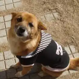 まあふ