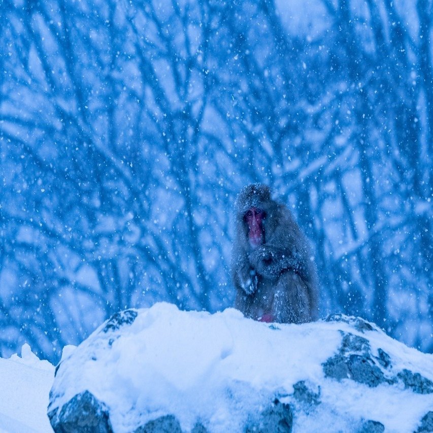 お猿を撮りに、地獄谷までいってきた｜深津 貴之 (fladdict)