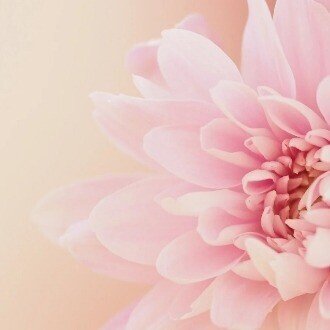 鷲谷七菜子『銃身』鑑賞 ＊「南風」 - 南風俳句会｜卯月紫乃｜note