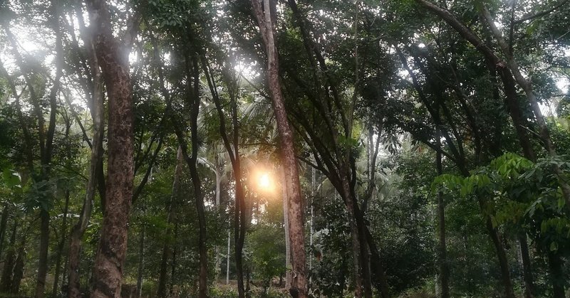 【大好きな木漏れ日サンゲージング in Kerala,India】突然、過去の旅の場面や瞬間を思い出す②