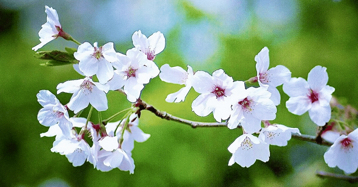 医学部学士編入2024年度受験トップレベル生命科学テストゼミ