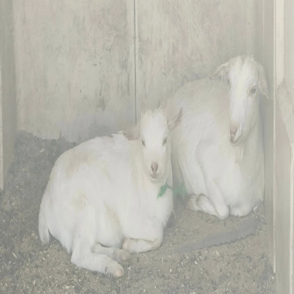 アイス食べヤギの親子に癒される―瑞穂町のウエストランドファーム｜眠り猫