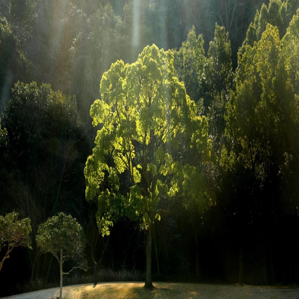 森の中で鳥になる｜燿 (hikari)