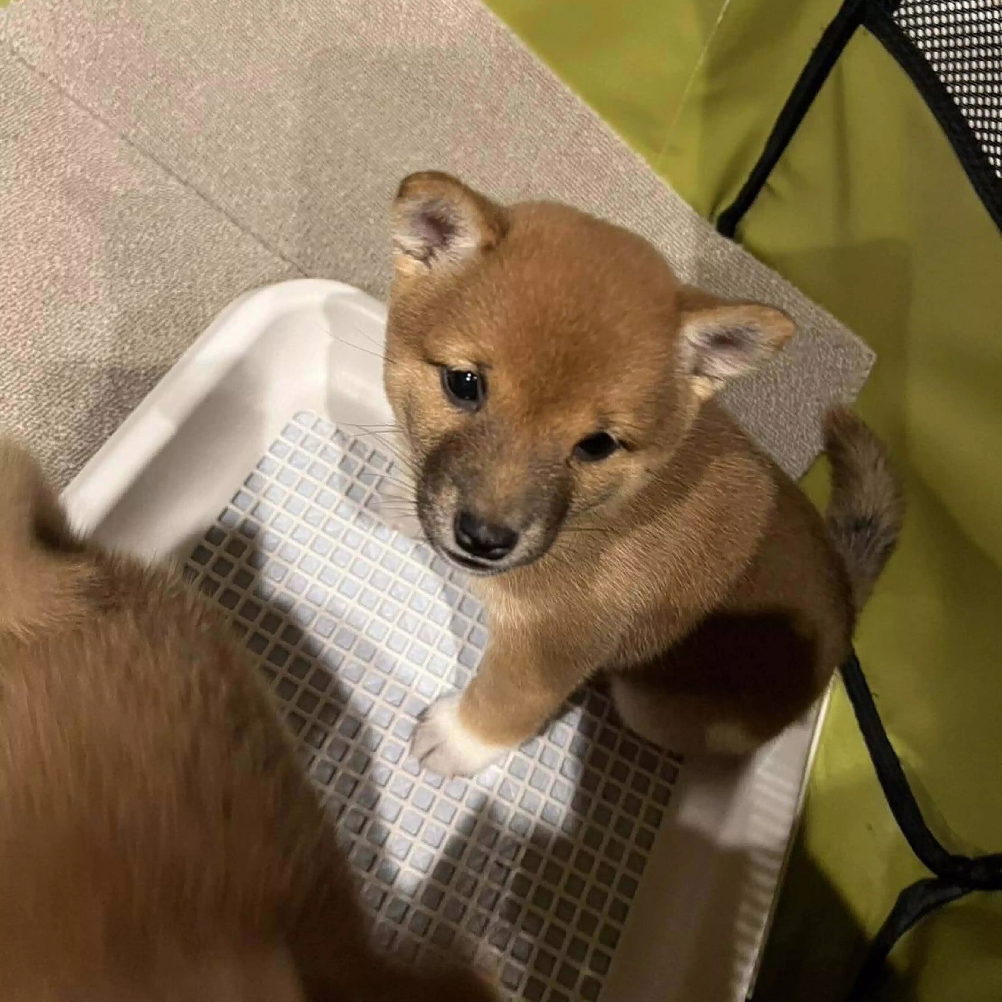 めいちゃん