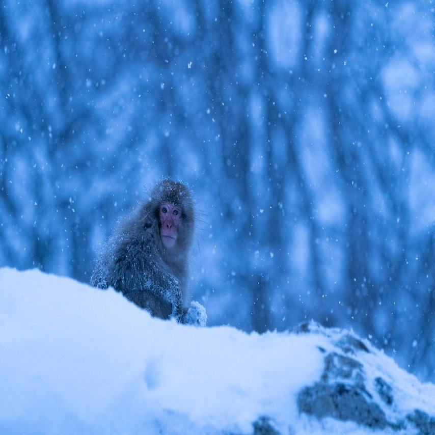 お猿を撮りに、地獄谷までいってきた｜深津 貴之 (fladdict)