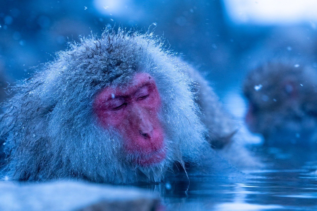 お猿を撮りに 地獄谷までいってきた 深津 貴之 Fladdict Note お猿を撮りに 地獄谷までいってきた 深津 貴之 Fladdict Note