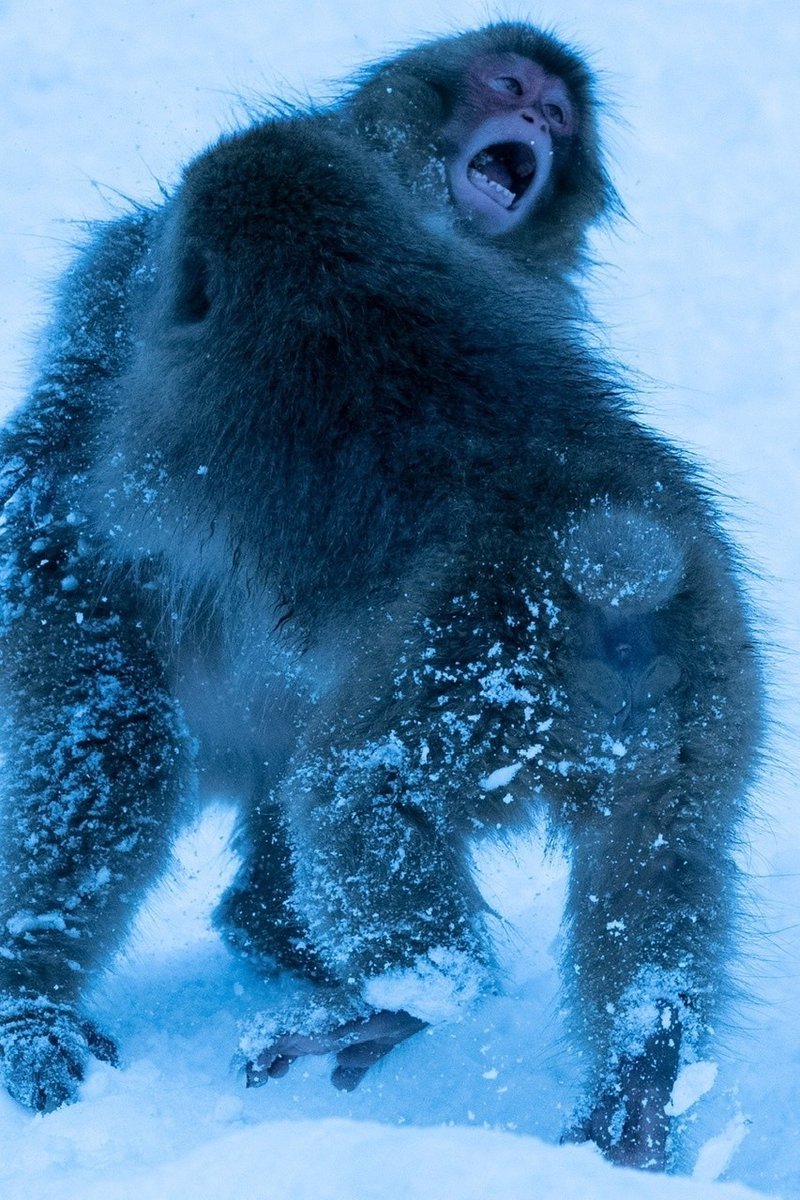 お猿を撮りに 地獄谷までいってきた 深津 貴之 Fladdict Note お猿を撮りに 地獄谷までいってきた 深津 貴之 Fladdict Note