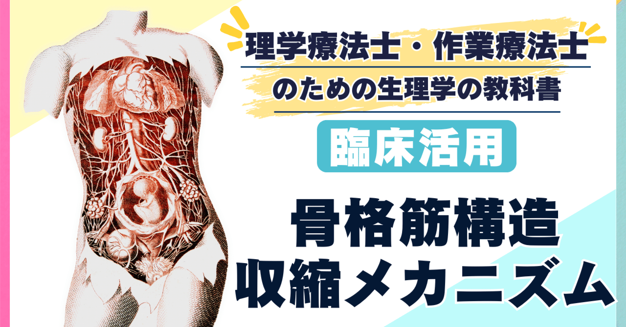 骨格筋の構造と収縮メカニズム：筋線維からサルコメアまでを徹底解説