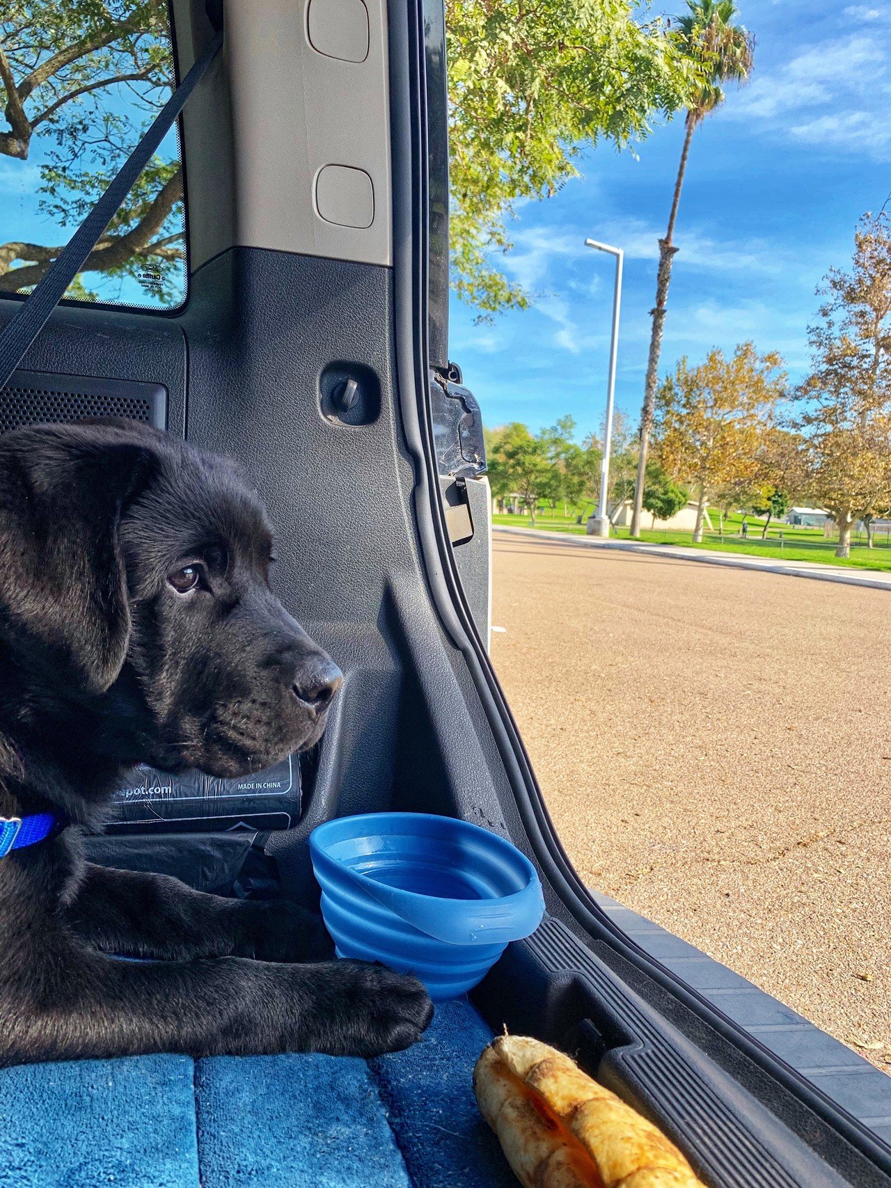 Zen 犬の禅トレーニング Atsuko Note