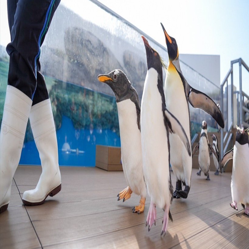 ペンギンパレード【仙台うみの杜水族館】｜haru
