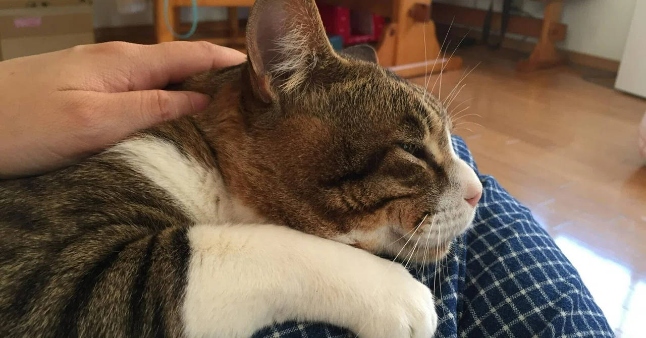 [PR x Rakugo Event] On Friday, March 7th, the story of my beloved cat ...