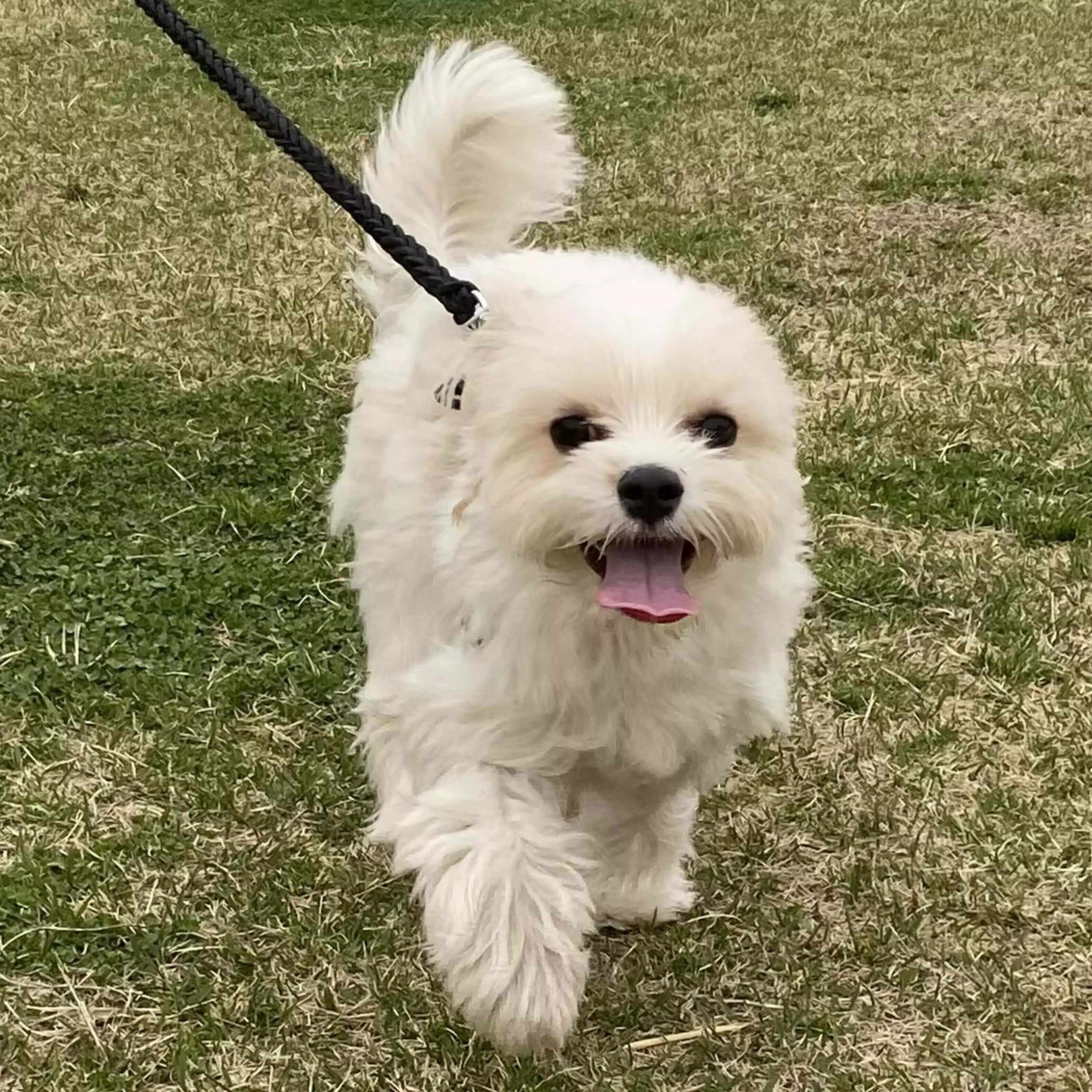 MOGU