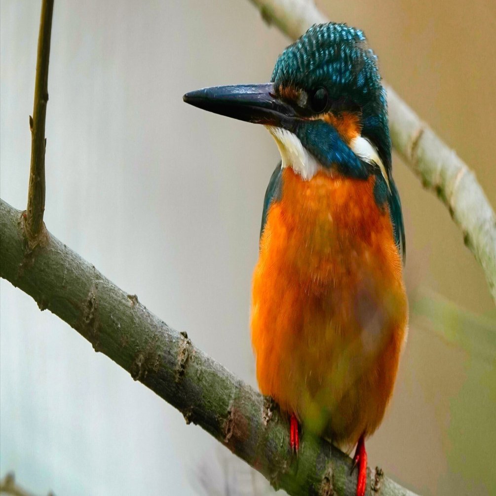 曇り空でノイズだらけのカワセミ君しか撮れなくても野鳥撮影はやっぱり