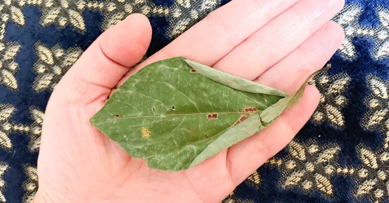 クロモジ茶 これ毎日飲みたい くりたまき Note