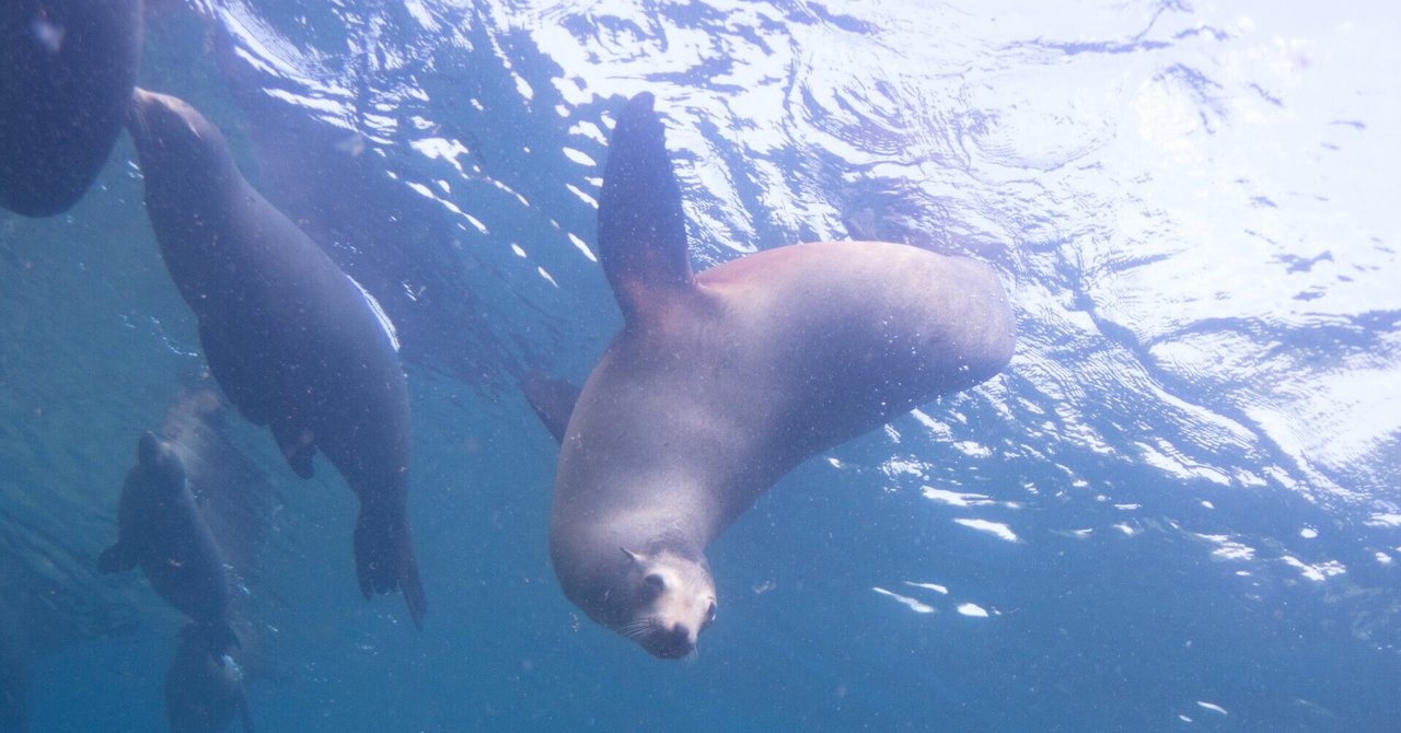 旅の記録:ラパス\u0026セノーテ①｜すきなときにおきたい💉💤, image size:1280x670