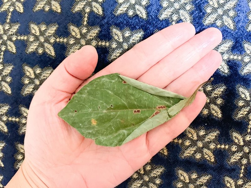 クロモジ茶 これ毎日飲みたい くりたまき Note クロモジ茶 これ毎日飲みたい くりたまき Note