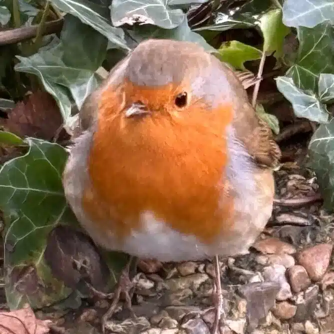 のん子