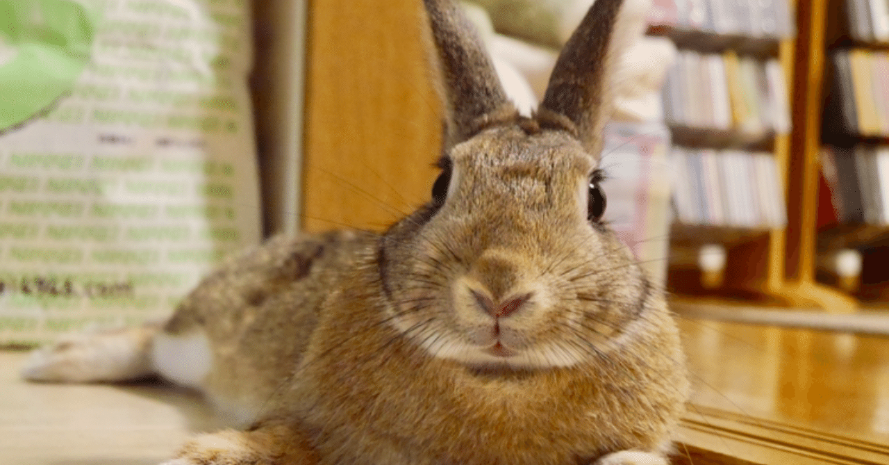 我が家のうさぎ自慢 寝姿編 バニシ Note