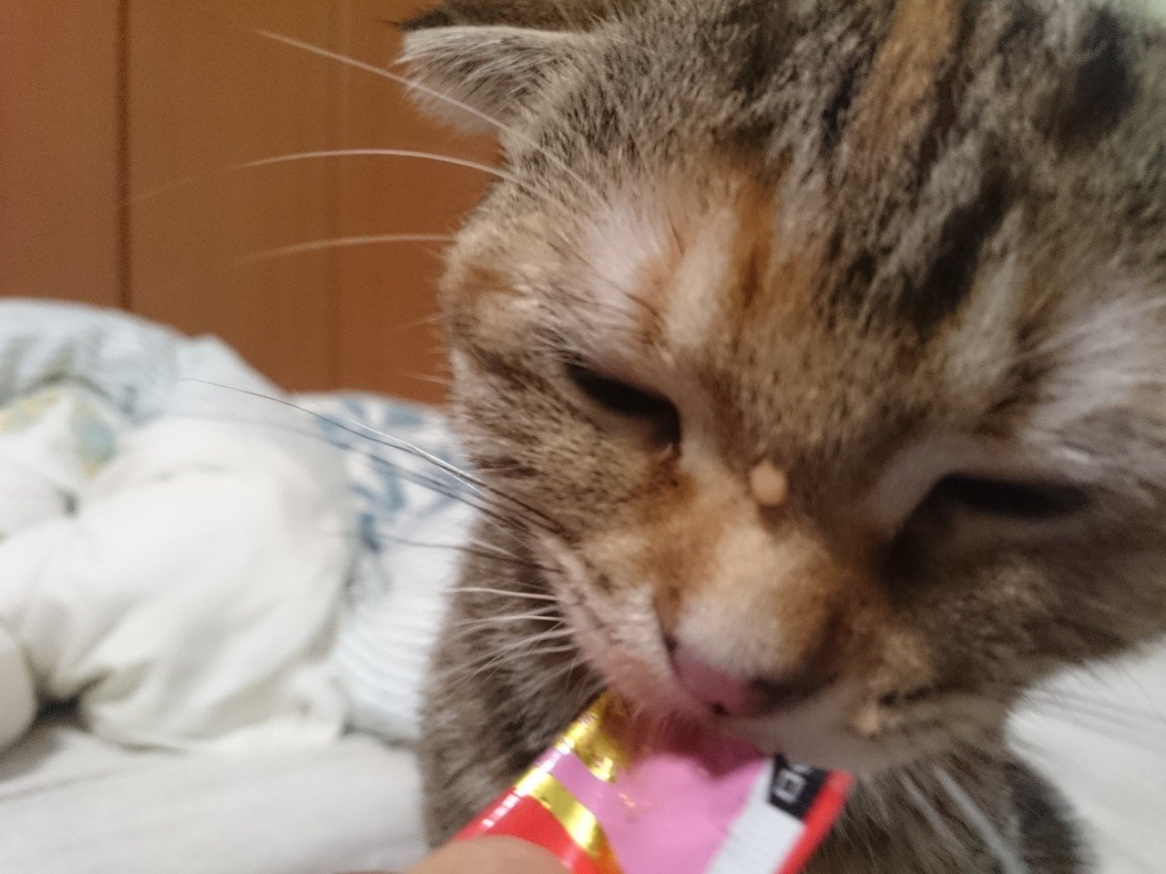 まだ自覚はなかったが、私がうつ病になりかけの頃の癒しでした