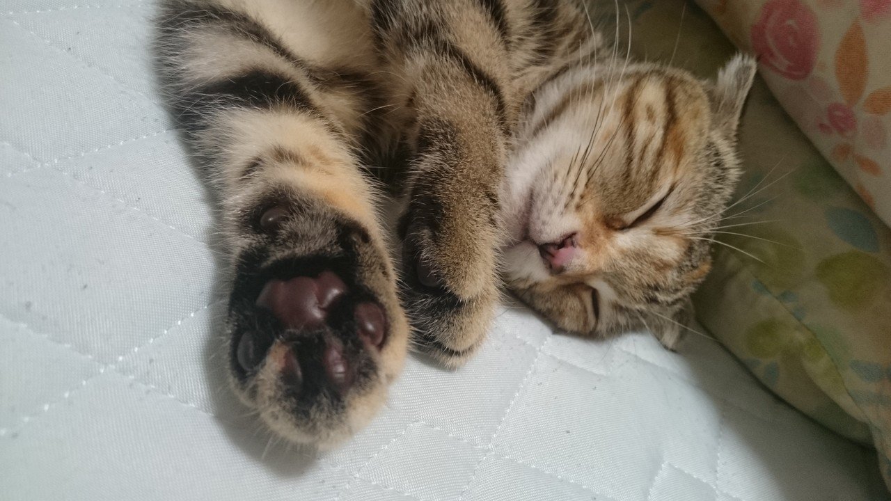 まだ自覚はなかったが、私がうつ病になりかけの頃の癒しでした 