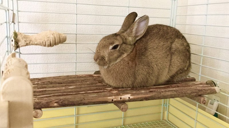 我が家のうさぎ自慢 寝姿編 バニシ Note