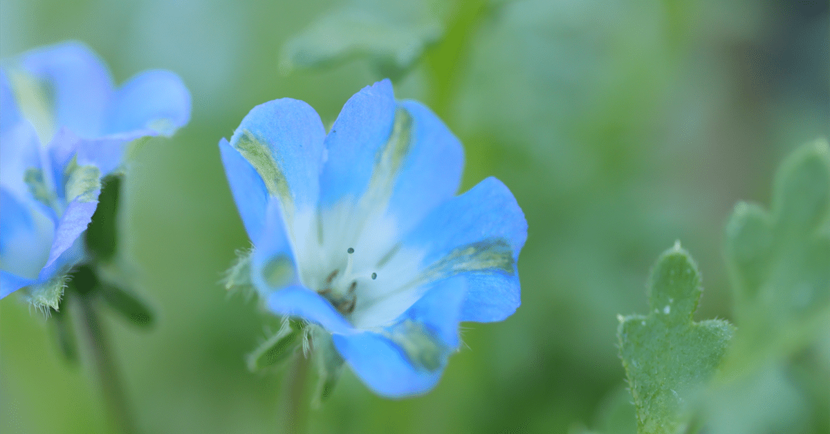 みときち ネモフィラとうさぎ シーグラス／天然石／花／ブルー
