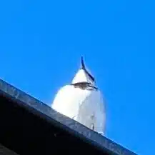 ほんコト舎＝ゴンタ