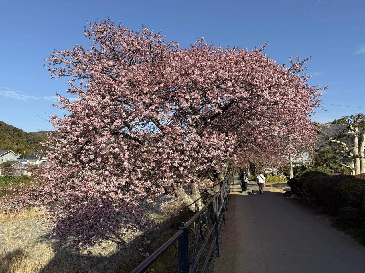 河津桜 2025/02/28｜そんた