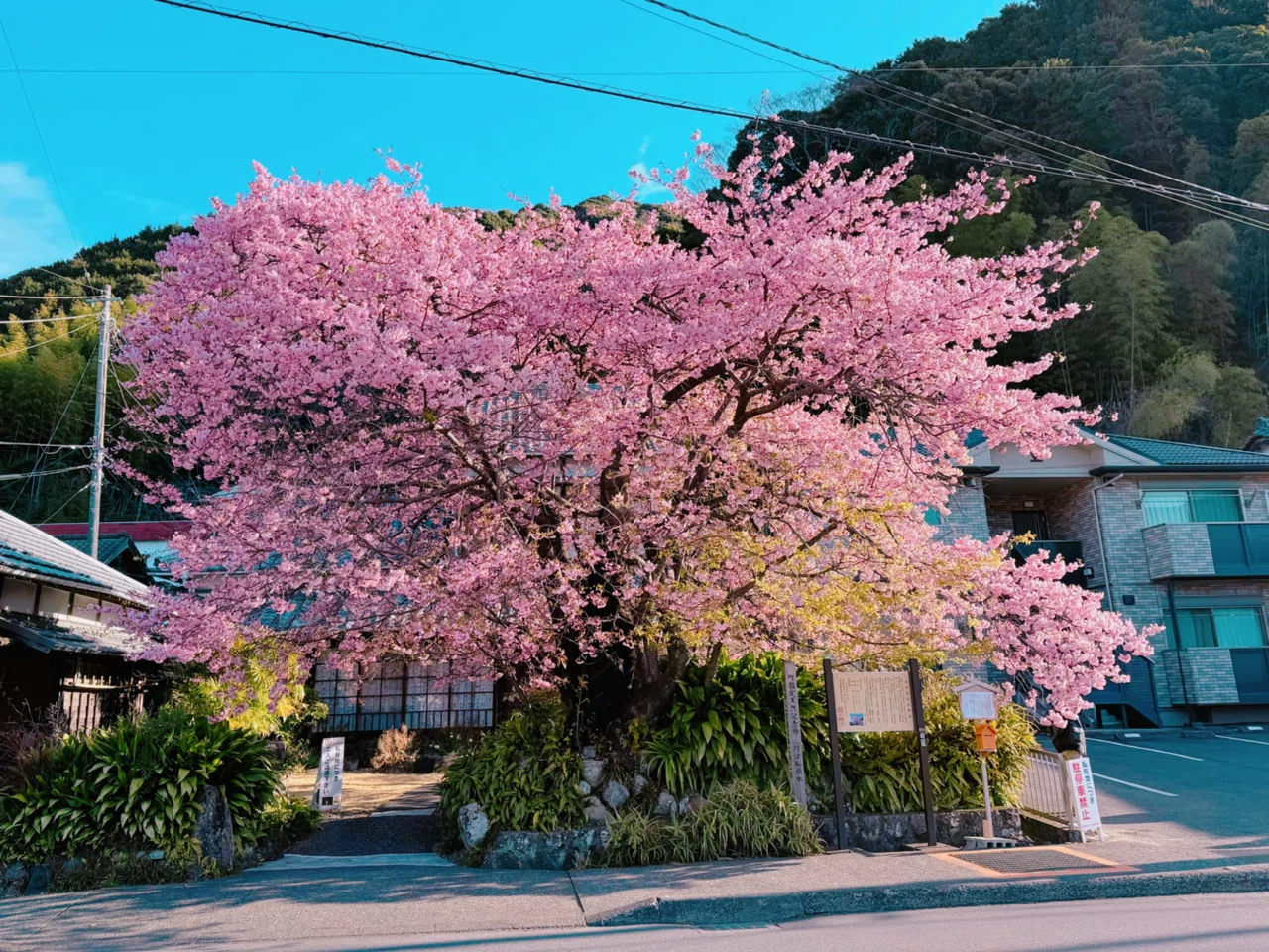 河津桜 2025/02/28｜そんた