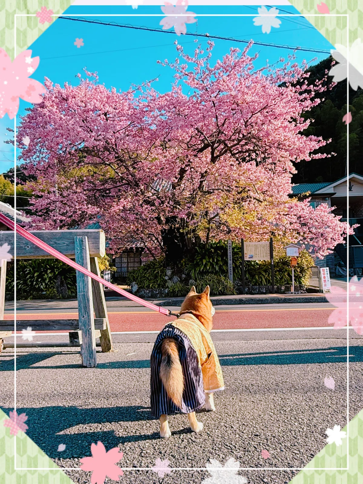 河津桜 2025/02/28｜そんた