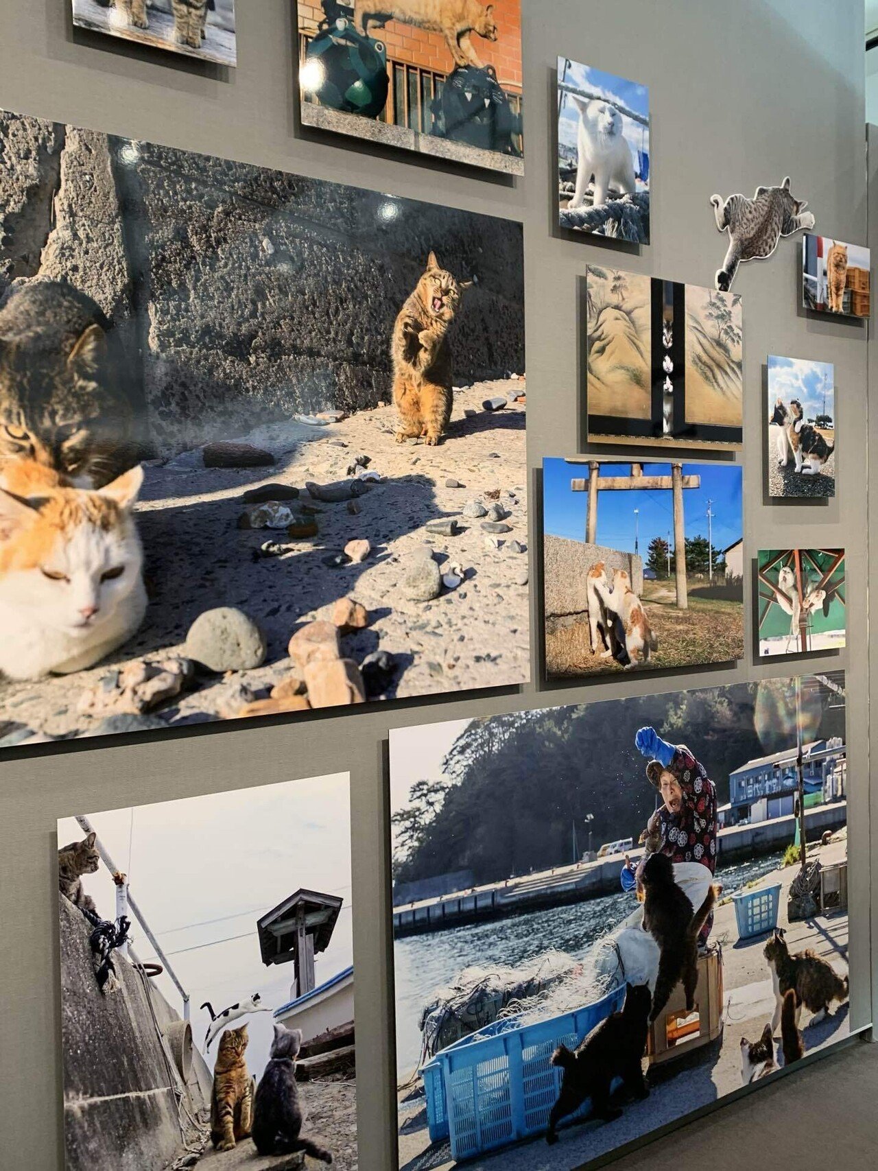 沖 昌之写真展「これネコ それネコ？」@フジフィルムスクエア｜櫻木