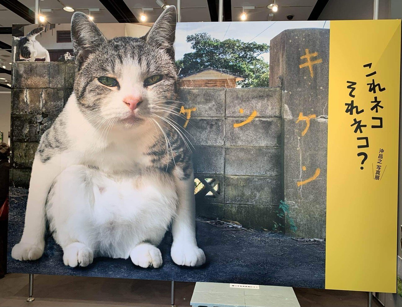 沖 昌之写真展「これネコ それネコ？」@フジフィルムスクエア｜櫻木