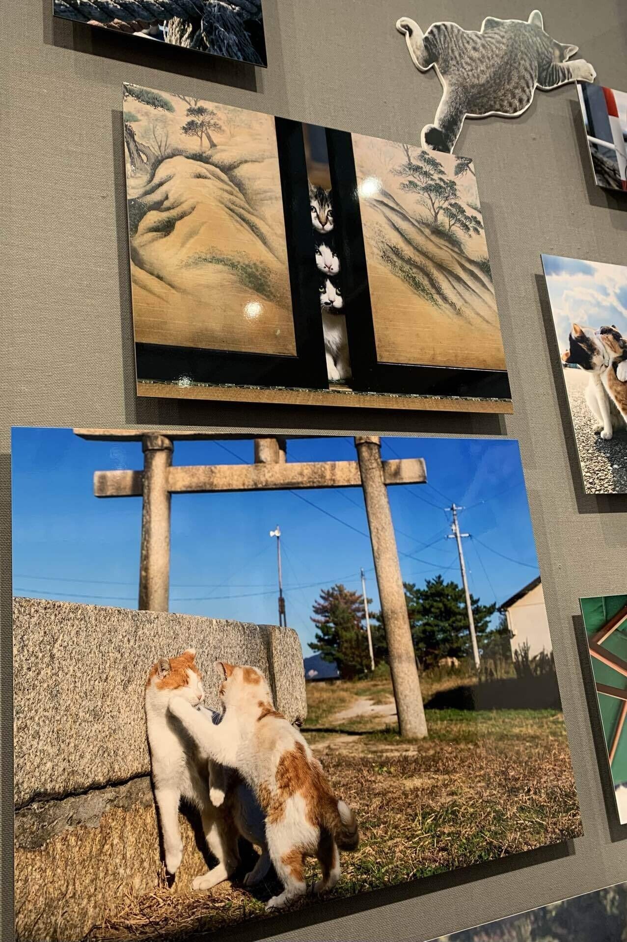 沖 昌之写真展「これネコ それネコ？」@フジフィルムスクエア｜櫻木