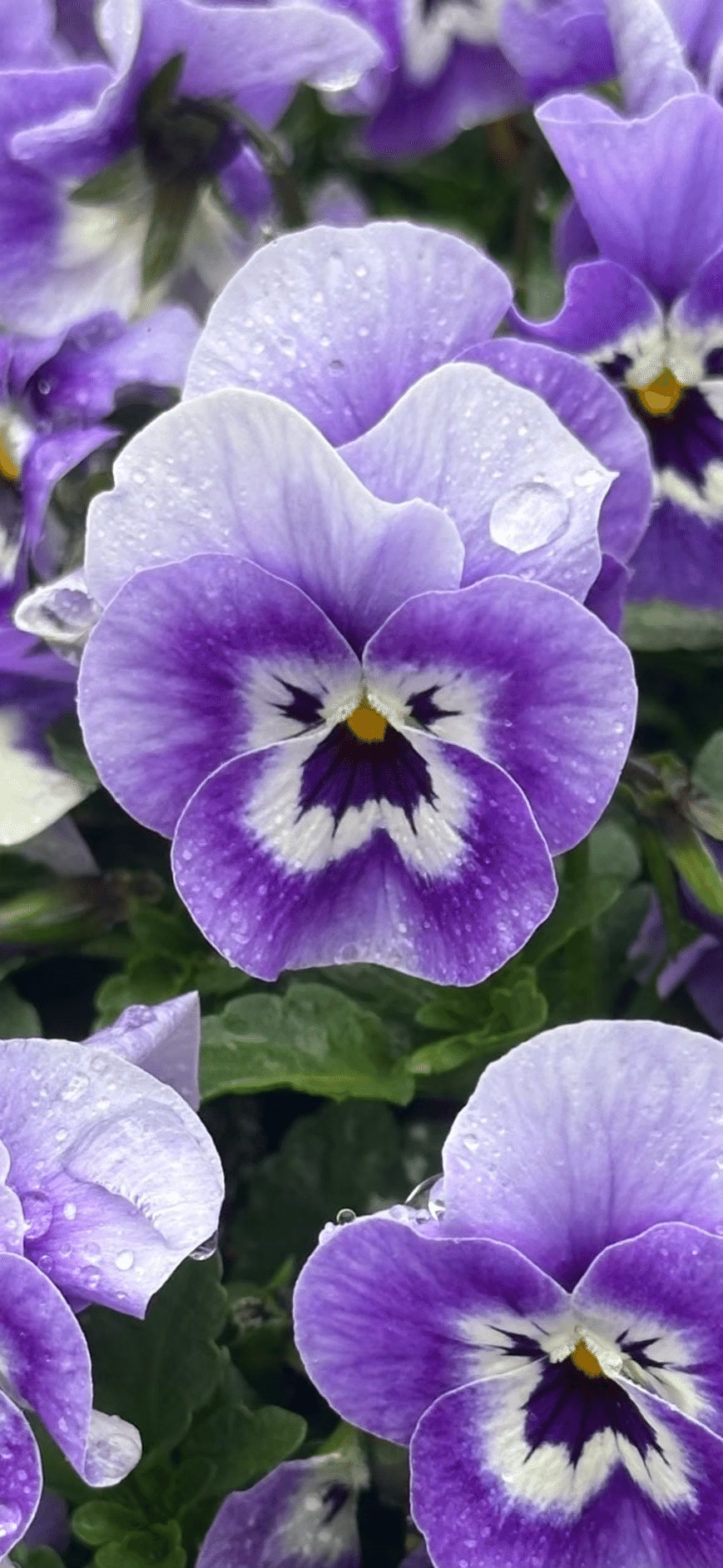 Viola　ビオラ ビオラ 江戸時代に渡来した頃には『人面草』と呼ばれてた花｜EGGSEED