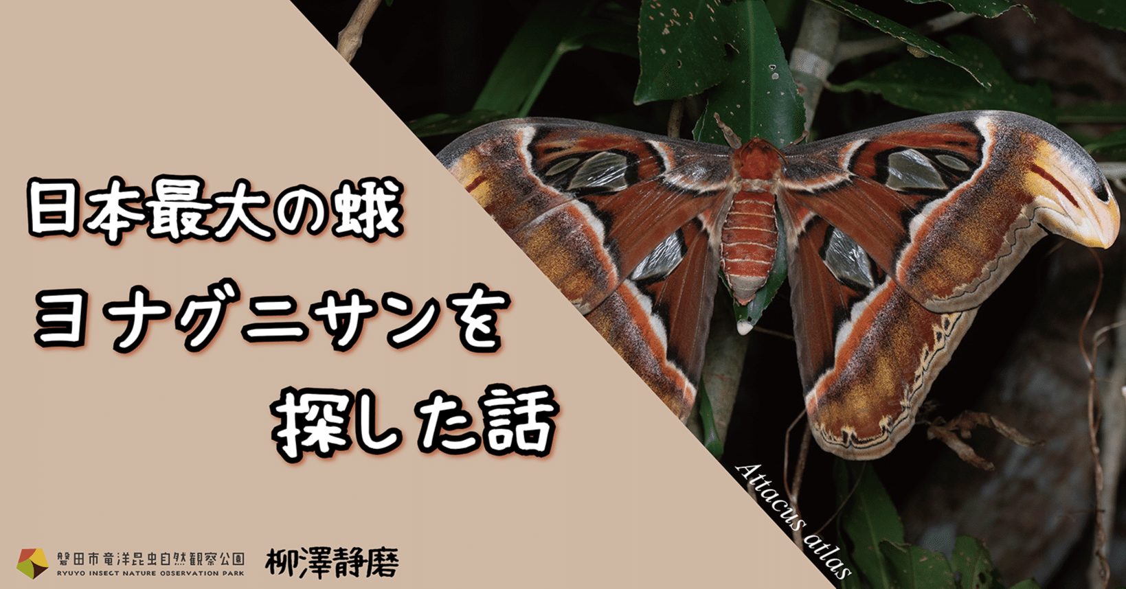 日本最大の蛾 ヨナグニサンを探した話｜竜洋昆虫自然観察公園