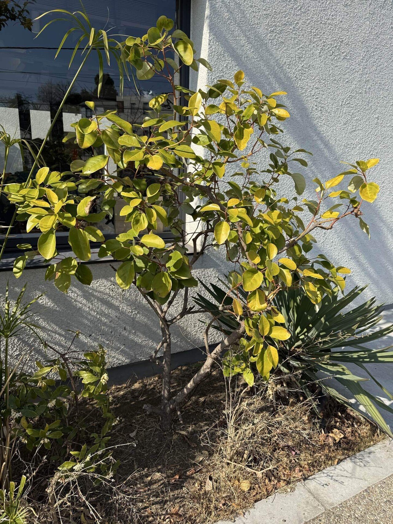 ロドレイア　130 ロドレイア 130 森の樹木図鑑 ロドレイア ｜きこりんの森