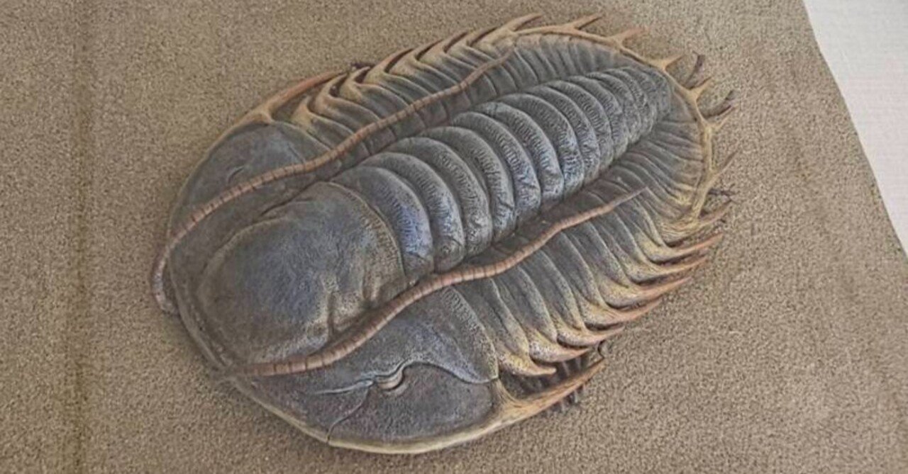 austerop 三葉虫　化石 The Lost Universe 古代の巨大海洋節足動物③巨大三葉虫｜美原さつき