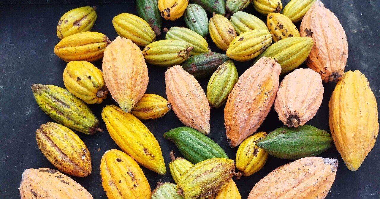 お菓子つくり沼を拗らせて、手作りチョコレートをカカオ栽培からやってみた話。｜くらげねこ