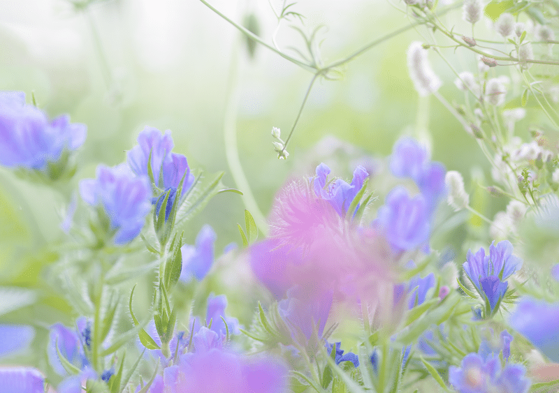 青紫の花 の新着タグ記事一覧 Note つくる つながる とどける 青紫の花 の新着タグ記事一覧 Note つくる つながる とどける