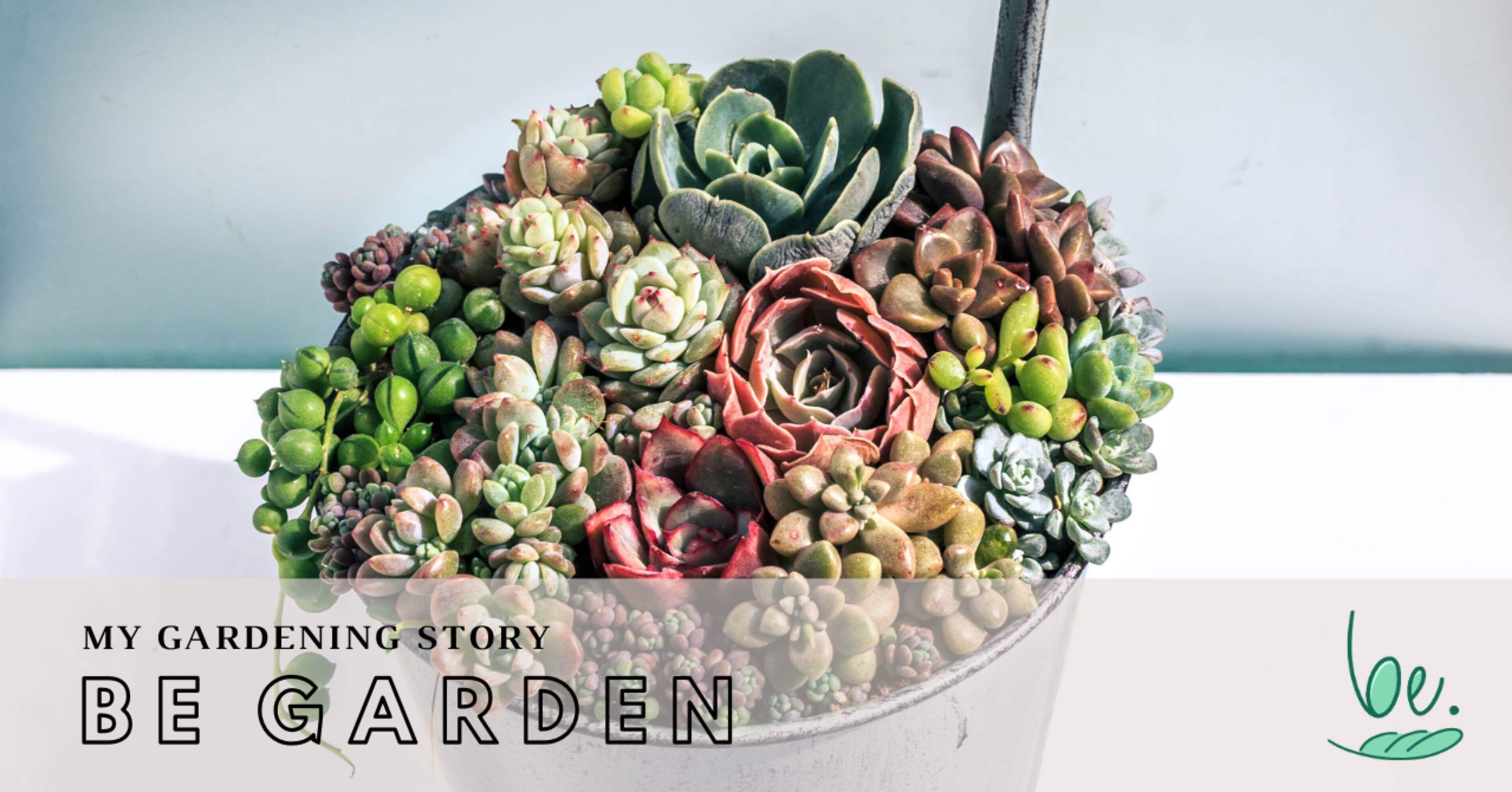 コメント専用です！多肉植物の寄せ植え◡̈⃝︎ 楽天市場】多肉植物 寄せ植え 送料無料 yo9 カフェ鉢 不思議 観葉植物