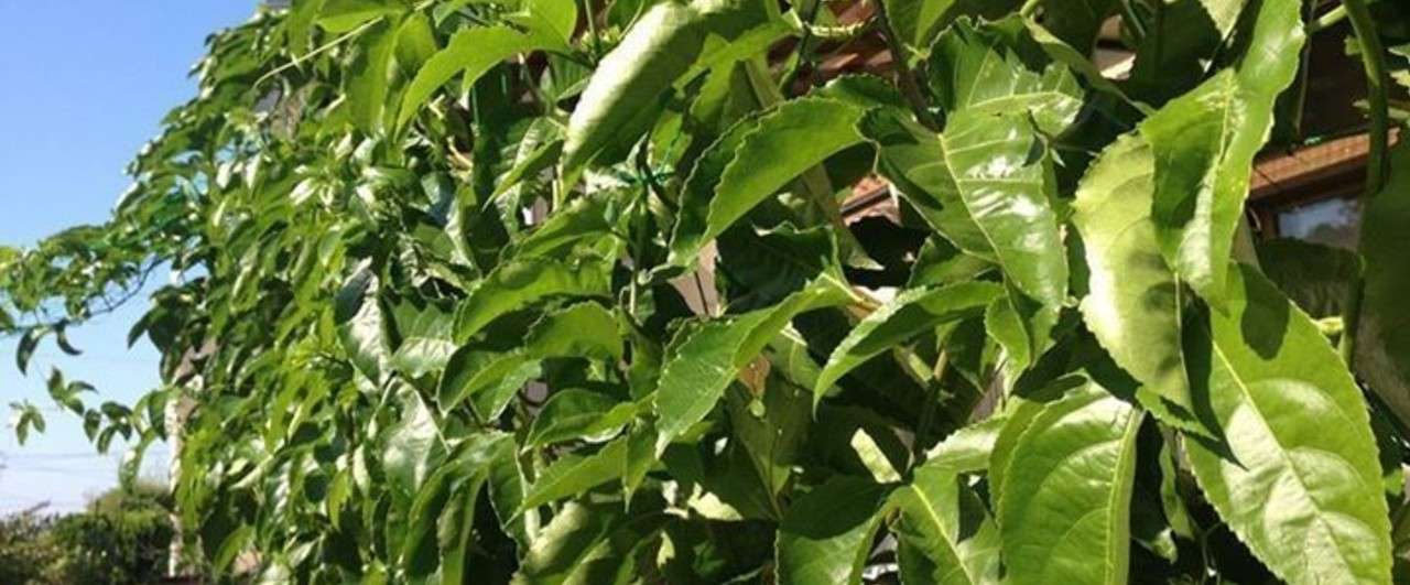 パッションフルーツ栽培2015 橋本英明 Note